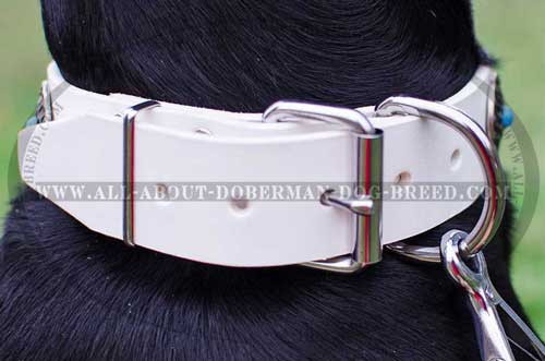 Rust proof nickel fittings for Doberman collar