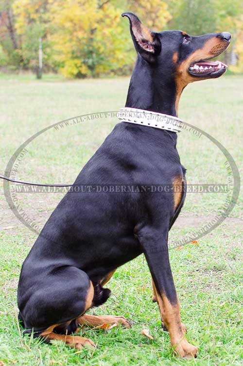 Spiked leather collar for Doberman