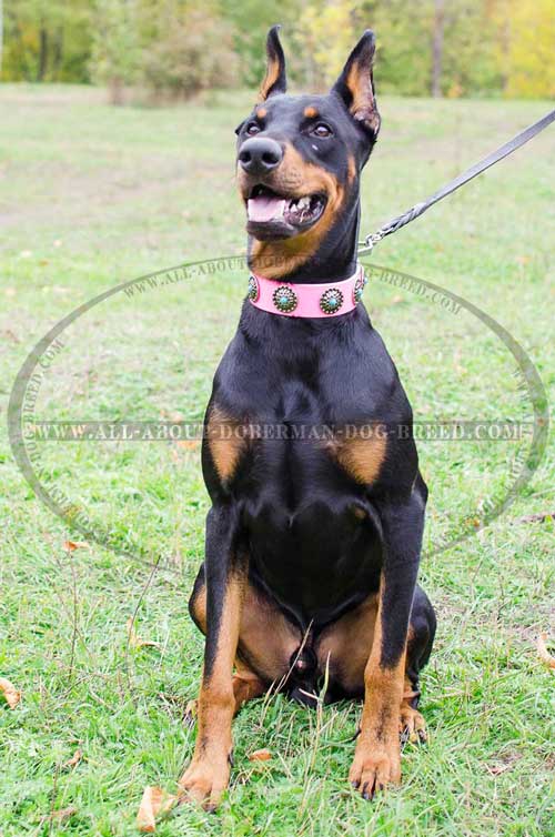 Walking fancy pink Doberman collar