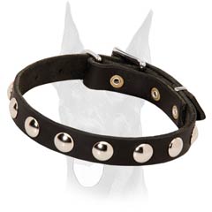 Doberman collar with steel nickel plated fittings