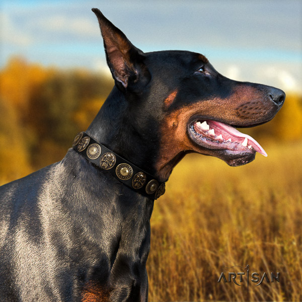 Doberman everyday use genuine leather collar with embellishments for your canine