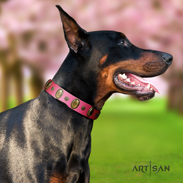 Doberman fancy walking leather collar with studs for your canine