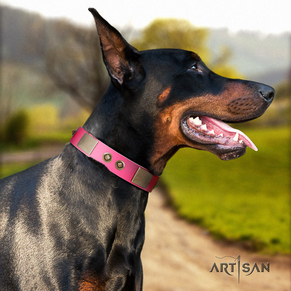 Doberman comfy wearing leather collar with embellishments for your canine