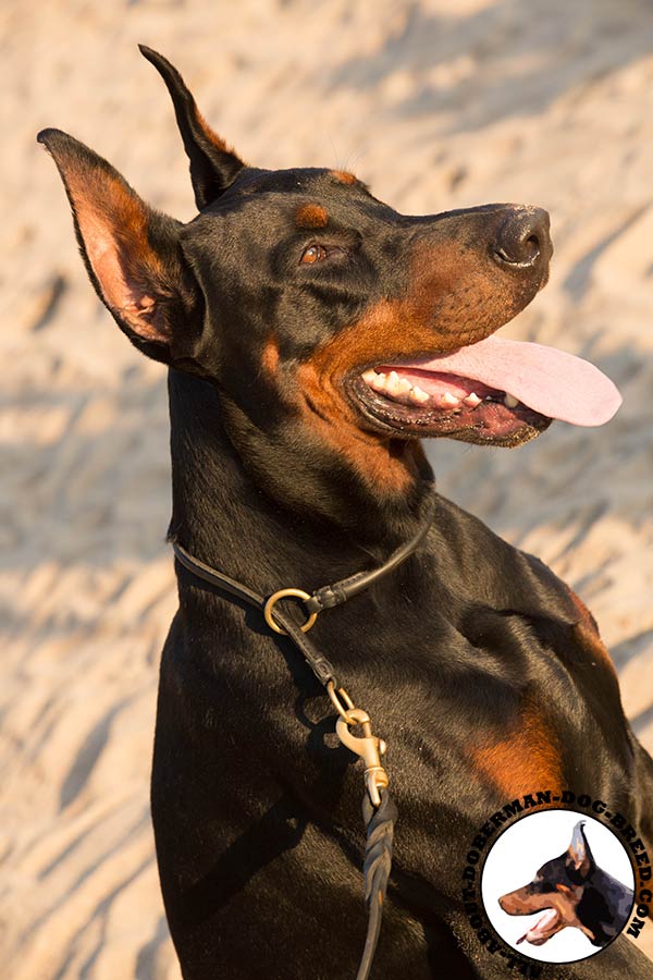 Doberman leather collar with rust-proof brass plated hardware for daily walks
