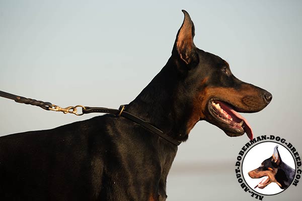 Doberman leather collar of classic design with brass plated hardware for better comfort