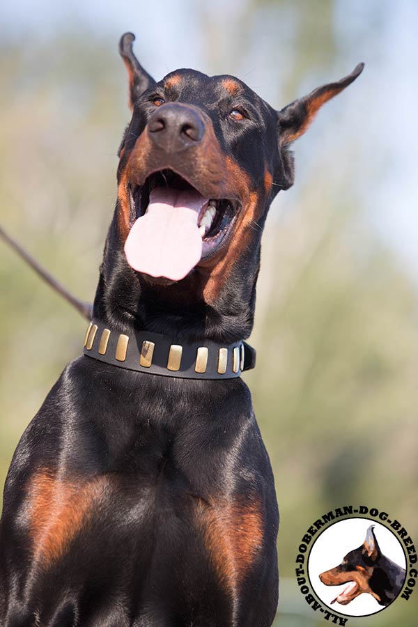 Doberman black leather collar with non-corrosive fittings for professional use