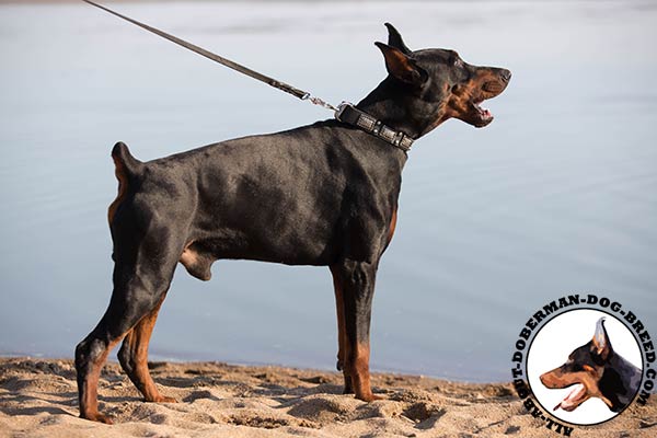 Doberman black leather collar with rustless hardware for improved control