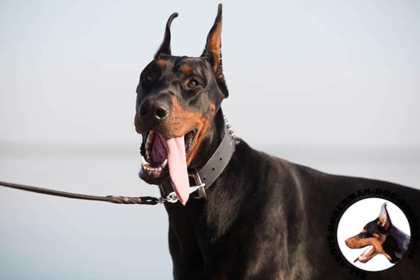 Doberman black leather collar with reliable hardware for improved control