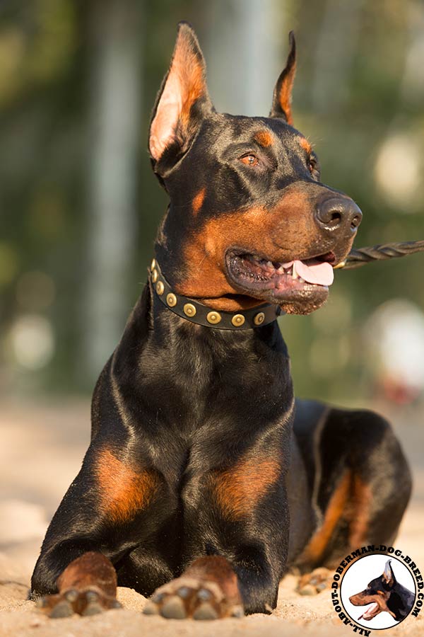 Doberman black leather collar with non-corrosive fittings for daily walks