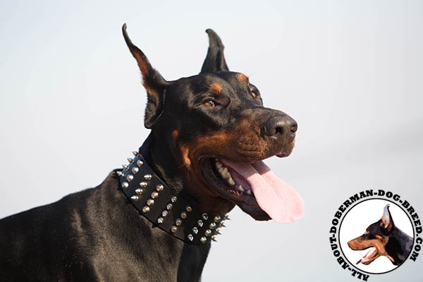 Doberman leather collar of classic design with spikes for better comfort