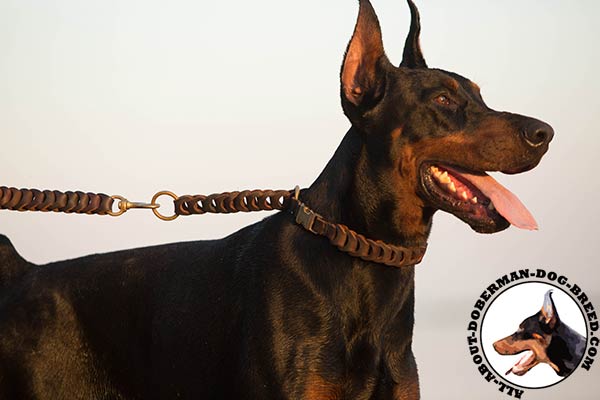 Doberman brown leather collar with rustless quick release buckle for professional use