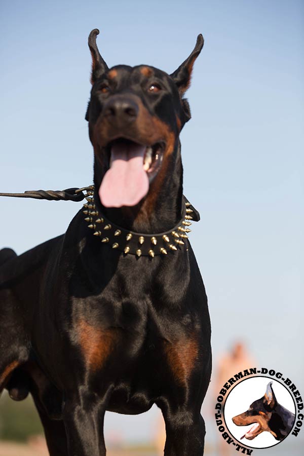 Doberman black leather collar of classic design spiked for basic training