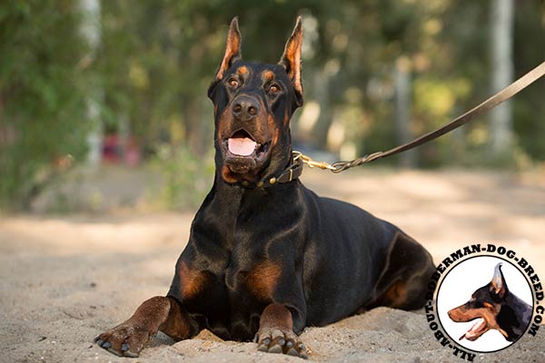 Doberman black leather collar with durable studs for daily activity