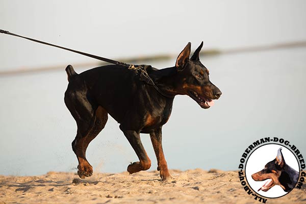 Doberman leather collar of lightweight material with brass plated hardware for any activity