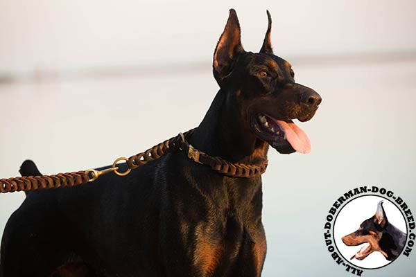 Doberman brown leather collar with reliable hardware for any activity