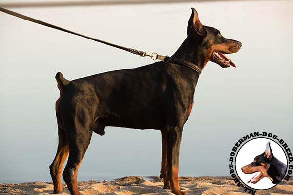 Doberman leather collar with non-corrosive fittings for daily activity