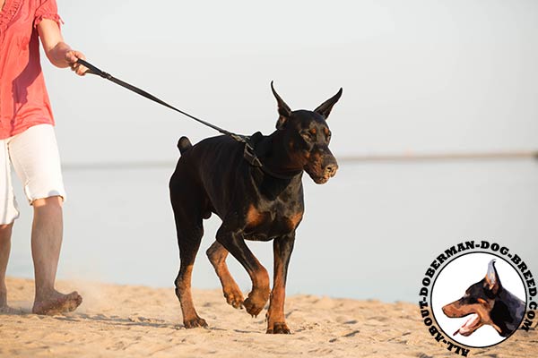 Doberman leather collar with rust-free fittings for better comfort