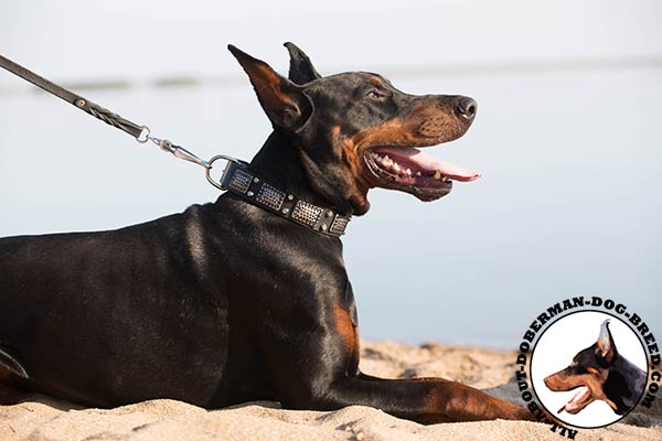 Doberman black leather collar with strong fittings for professional use