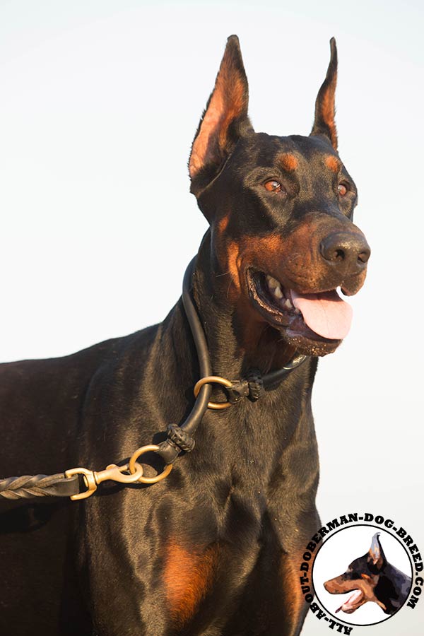 Doberman black leather collar with corrosion resistant hardware for basic training