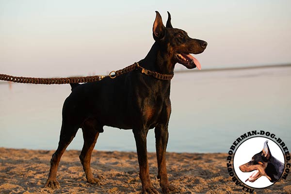Doberman brown leather collar with reliable hardware for any activity