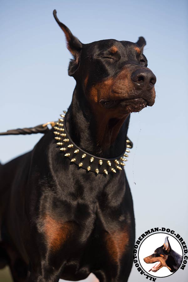 Doberman leather collar of genuine materials with spikes for daily activity
