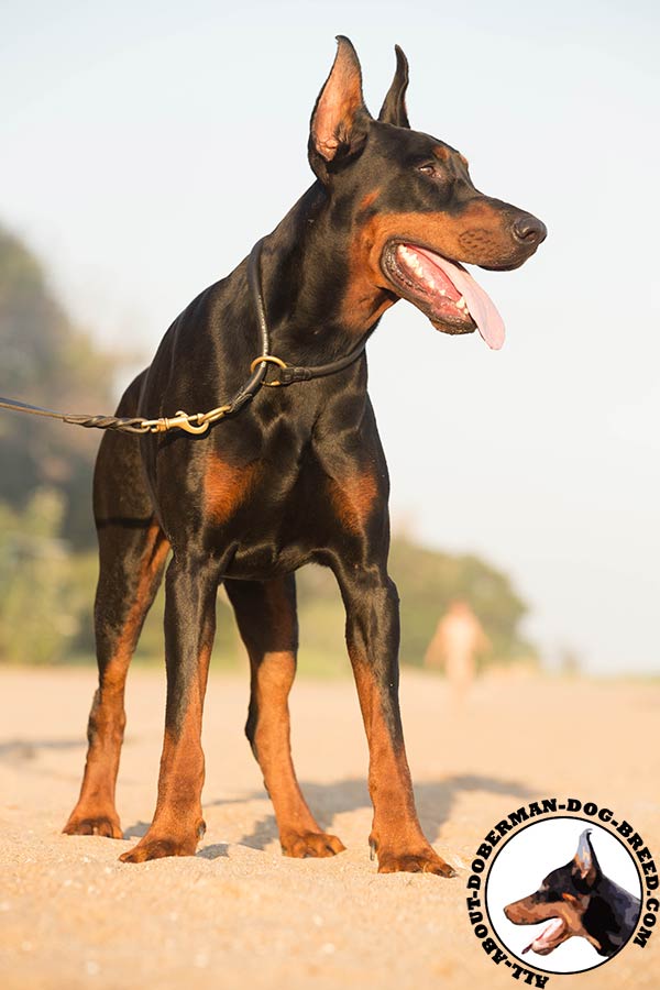 Doberman black leather collar with corrosion resistant hardware for daily activity