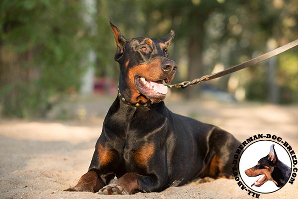 Doberman black leather collar with non-corrosive studs for walking