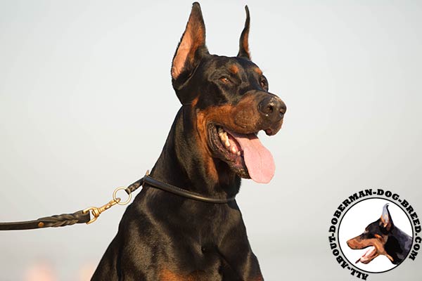 Doberman leather collar with non-corrosive hardware for improved control