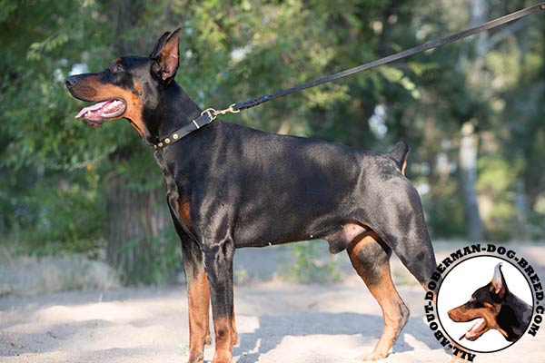 Doberman black leather collar of classic design with traditional buckle for daily activity