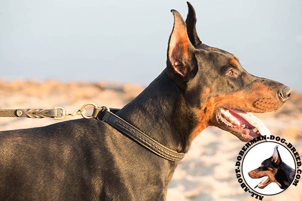 Doberman leather collar easy-to-adjust with brass plated hardware for professional use