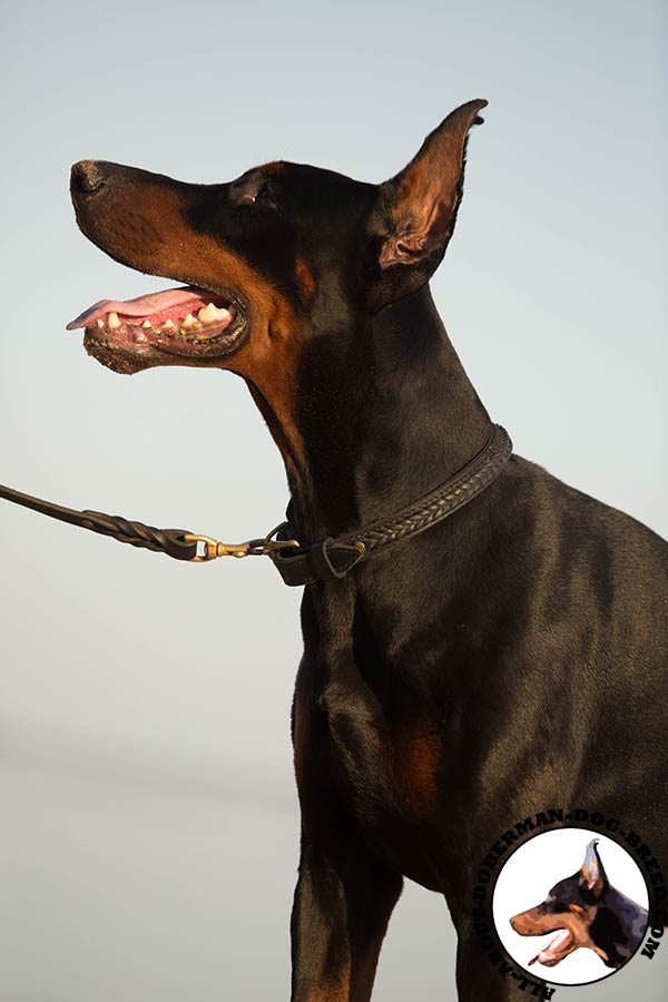 Doberman black leather collar of genuine materials with brass plated fittings for stylish walks