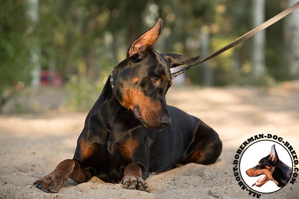 Doberman black leather collar of high quality decorated with studs for stylish walks