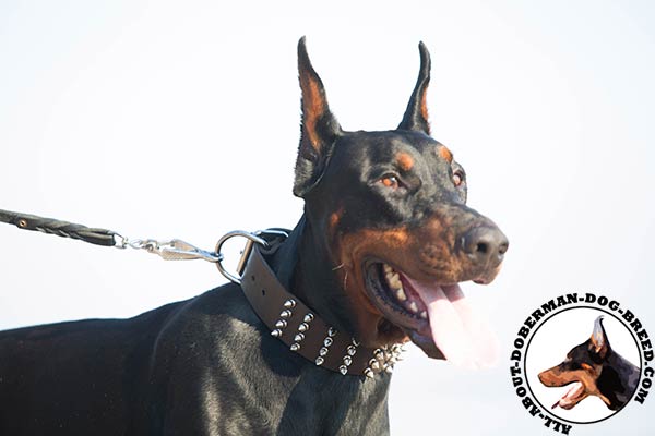 Doberman brown leather collar with corrosion resistant hardware for basic training