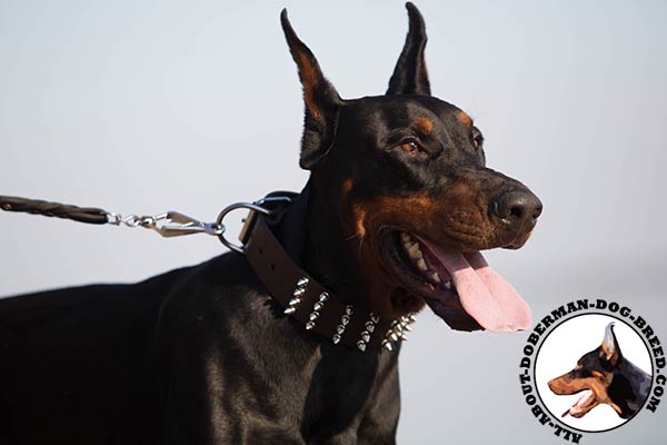 Doberman brown leather collar with strong fittings for professional use