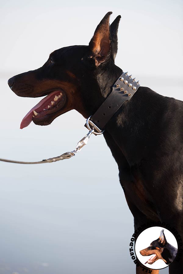 Doberman leather collar with rustless spikes for walking