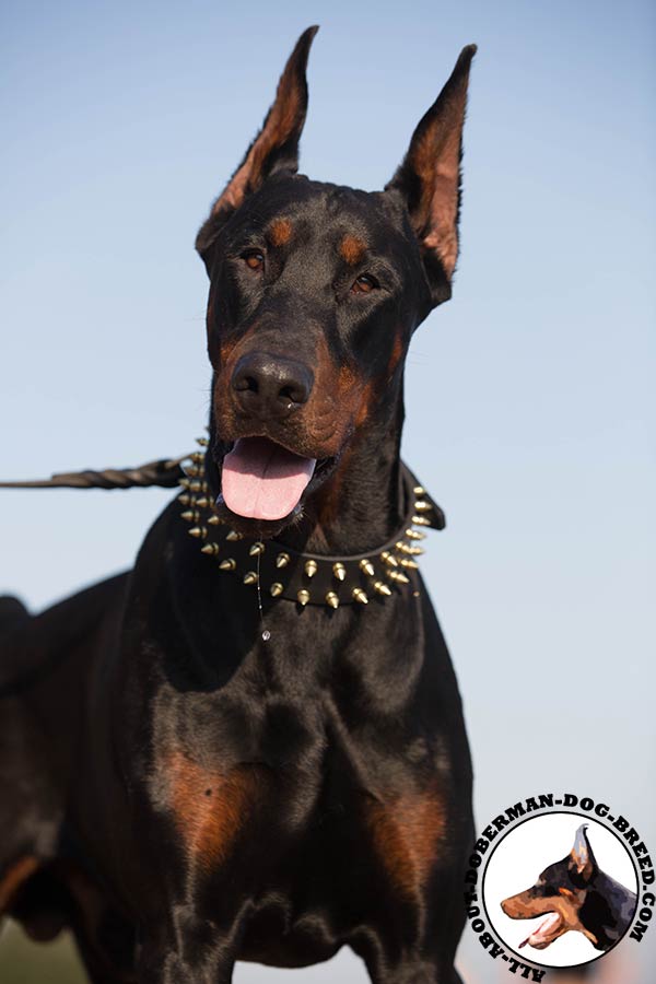 Doberman black leather collar of genuine materials with d-ring for leash attachment for stylish walks