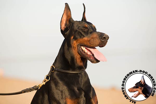 Doberman black leather collar with durable fittings for walking in style