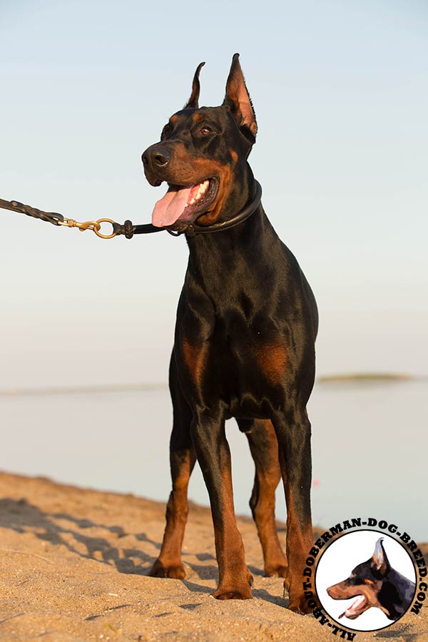 Doberman leather collar of lightweight material with brass plated hardware for basic training
