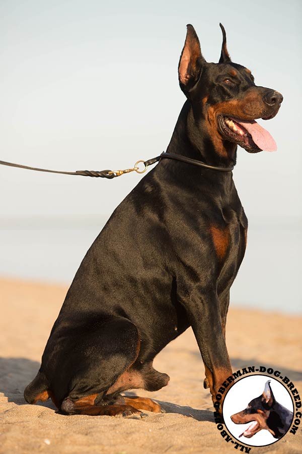 Doberman leather collar with non-corrosive brass plated hardware for daily activity