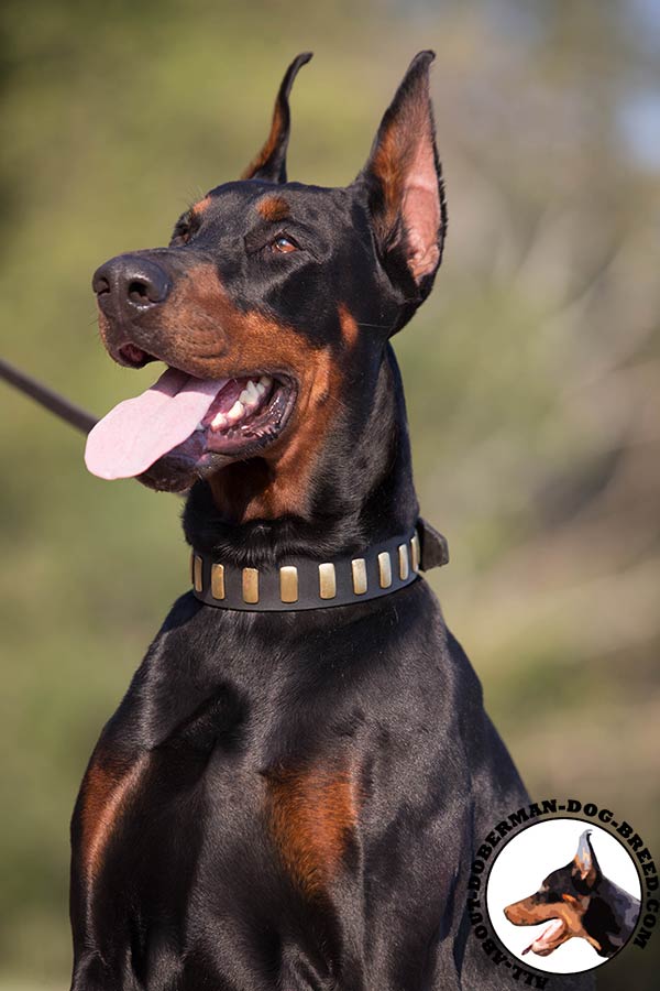 Doberman leather collar with reliable hardware for quality control