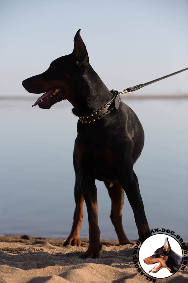 Doberman black leather collar of high quality with spikes for walking