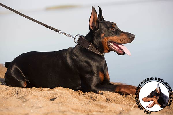 Doberman brown leather collar of high quality with nickel plated hardware for perfect control