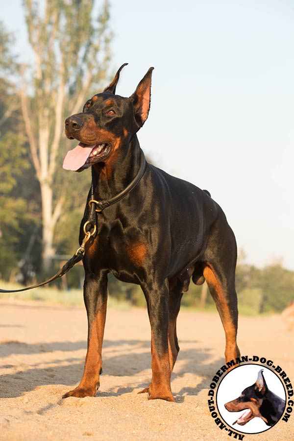 Doberman black leather collar with rust-free fittings for walking in style