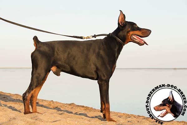 Doberman leather collar with reliable fittings for walking