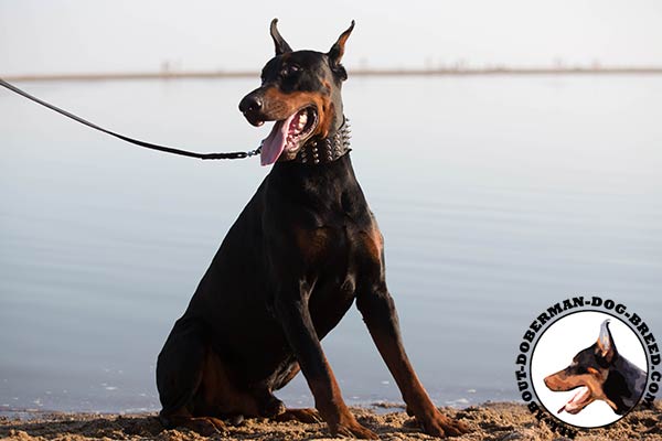 Doberman black leather collar of genuine materials with handset adornment for utmost comfort