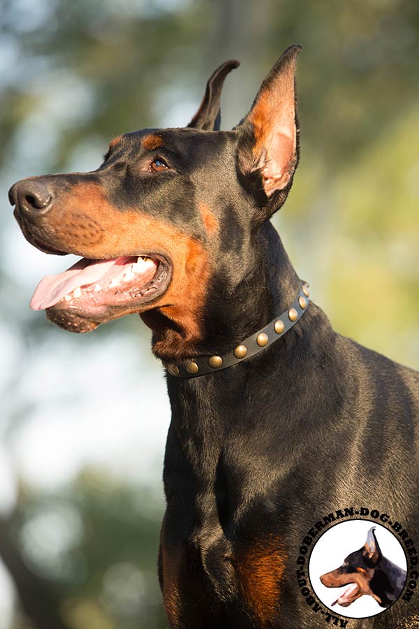Doberman leather collar with reliable fittings for walking