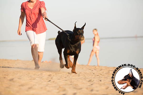 Doberman black leather collar of high quality with traditional buckle for better comfort
