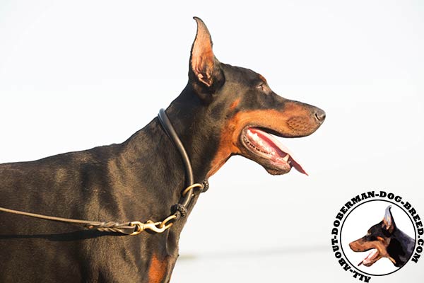 Doberman leather collar with non-corrosive hardware for daily walks