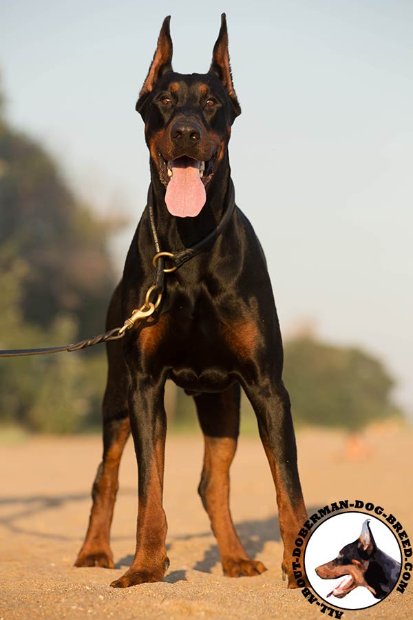 Doberman leather collar of classic design with brass plated hardware for better comfort