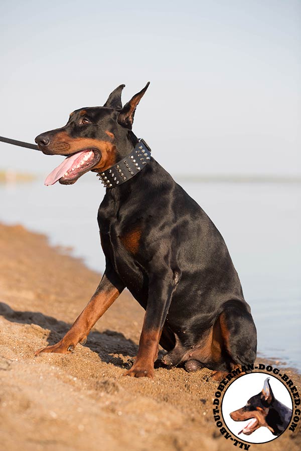 Doberman black leather collar with rust-proof hardware for walking in style